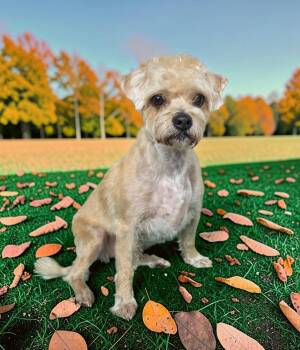 Gus -  Shorkie Dog for Adoption in Dallas, Georgia - Gus | PetCurious