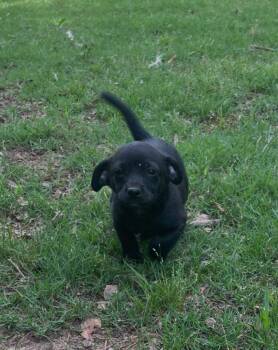 Astro (Mya Artemis Litter) -  Chihuahua and Dachshund Dog for Adoption in Gillsville, Georgia - Astro (Mya Artemis Litter) | PetCurious