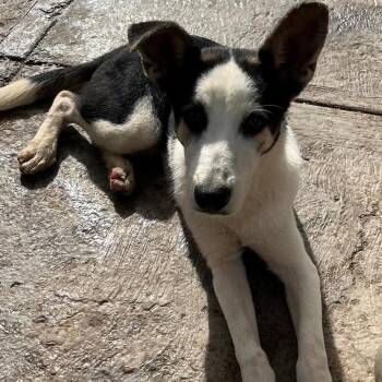 Shepherd and Mixed Breed Dogs Available for Adoption - Alpha | PetCurious