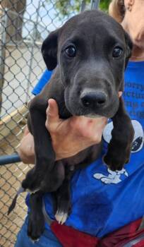 Great Dane and Mixed Breed Dogs Available for Adoption in Severance, Colorado - Jericho | PetCurious