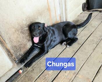 Chungas -  Labrador Retriever Dog for Adoption in Silsbee, Texas - Chungas | PetCurious