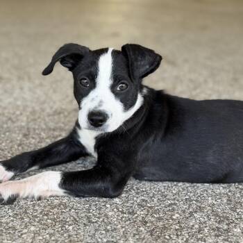 ARLO -  Pit Bull Terrier and Chihuahua Dog for Adoption in West Palm Beach, Florida - ARLO | PetCurious