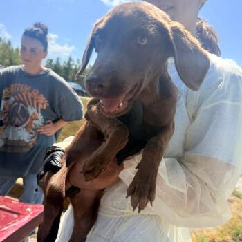 Tilly -  Mixed Breed Dog for Adoption in Corinth, Mississippi - Tilly | PetCurious