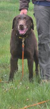 Labrador Retriever Dogs Available for Adoption in Heber City, Utah - Jax | PetCurious