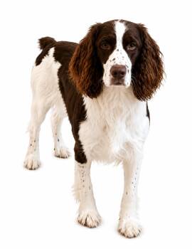 Hayes -  English Springer Spaniel Dog for Adoption in Sylvania, Georgia - Hayes | PetCurious