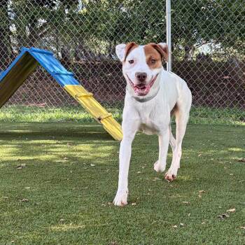 Red -  Mixed Breed Dog for Adoption in Bloomfield, New Jersey - Red | PetCurious