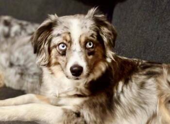 Journey -  Australian Shepherd Dog for Adoption in Wolcott, Connecticut - Journey | PetCurious