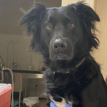 Bear D12582 -  Border Collie and Labrador Retriever Dog for Adoption - Bear D12582 | PetCurious