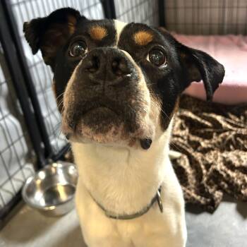 Chevy *Coming Soon* -  Hound and Mixed Breed Dog for Adoption in Dover, New Hampshire - Chevy *Coming Soon* | PetCurious