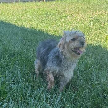 Daisy -  Yorkshire Terrier and Poodle Dog for Adoption in Peculiar, Missouri - Daisy | PetCurious