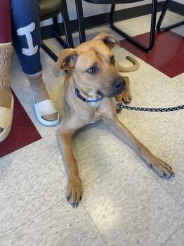 Rescue Black Mouth Cur Dogs for Adoption in Plano, Texas - Bubba A214144 | PetCurious