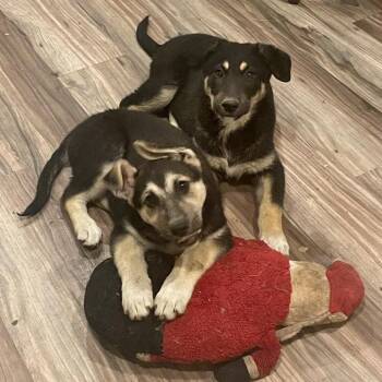 Rescue Shepherd Dogs for Adoption in Redlands, California - Shepherd Mix Puppies | PetCurious
