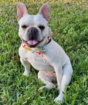 French Bulldog Dogs Available for Adoption - KLEO - WHAT A DOLL! | PetCurious