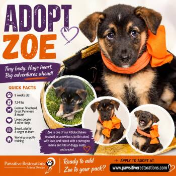 ZOE -  German Shepherd Dog and Great Pyrenees Dog for Adoption in Foxfield, Colorado - ZOE | PetCurious