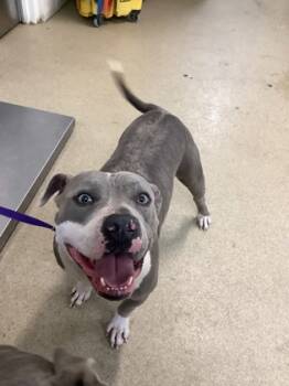 Rescue Pit Bull Terrier and Mixed Breed Dogs for Adoption in Fort Worth, Texas - Colton | PetCurious