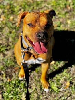 Saul -  Mixed Breed and English Staffordshire Bull Terrier Dog for Adoption in Austin, Texas - Saul | PetCurious