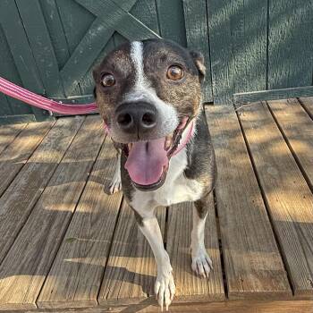 Dillian -  Feist Dog for Adoption in Columbia, South Carolina - Dillian | PetCurious
