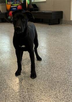 Mixed Breed Dogs Available for Adoption in Palmetto, Florida - A135999 | PetCurious