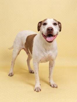 Pain ~ SPONSORED! -  Pit Bull Terrier and Mixed Breed Dog for Adoption in Bowling Green, Kentucky - Pain ~ SPONSORED! | PetCurious