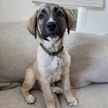 Anatolian Shepherd and Siberian Husky Dogs Available for Adoption - Jax | PetCurious