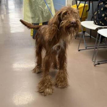 Bell Bottom Mustache -  Standard Poodle and Golden Retriever Dog for Adoption in Northbrook, Illinois - Bell Bottom Mustache | PetCurious