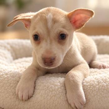 Star -  Husky Dog for Adoption in Houston, Texas - Star | PetCurious