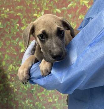 Clover -  Labrador Retriever and Mixed Breed Dog for Adoption in San Antonio, Texas - Clover | PetCurious