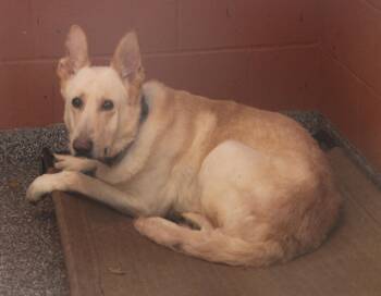 Rescue Shepherd Dogs for Adoption in Marietta, Ohio - Hazard (Neutered) (Bonded Pair W/Moose) | PetCurious