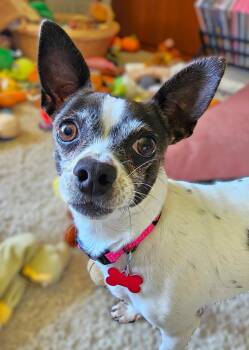 Pepper -  Chihuahua Dog for Adoption in Lisbon, Iowa - Pepper | PetCurious