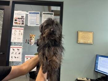DALLAS MACK -  Cairn Terrier Dog for Adoption in Rowlett, Texas - DALLAS MACK | PetCurious