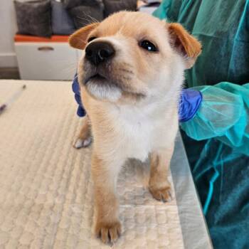 Wynalda -  Labrador Retriever and Mixed Breed Dog for Adoption in Los Angeles, California - Wynalda | PetCurious