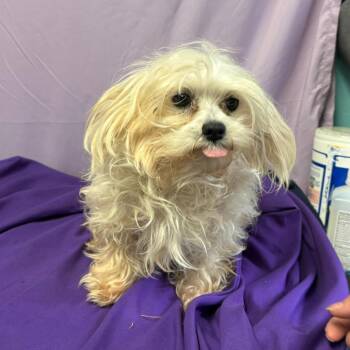 Maltese Dogs Available for Adoption - Frolic | PetCurious