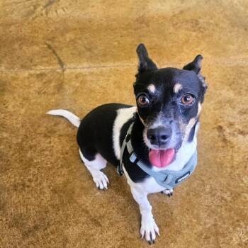 Fran -  Jack Russell Terrier and Rat Terrier Dog for Adoption in Baldwin, Maryland - Fran | PetCurious