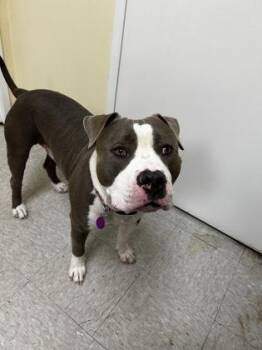 Pit Bull Terrier and Mixed Breed Dogs Available for Adoption in Westland, Michigan - Ace | PetCurious
