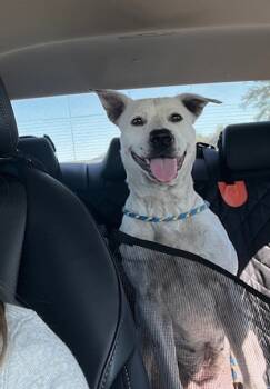 Rescue Mixed Breed Dogs for Adoption in Columbus, Indiana - Hazel | PetCurious