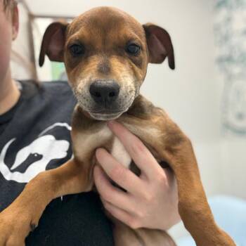 Mixed Breed Dogs Available for Adoption - Sosa | PetCurious