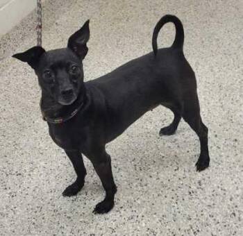 Lydia -  Chihuahua and Mixed Breed Dog for Adoption in Kansas City, Missouri - Lydia | PetCurious