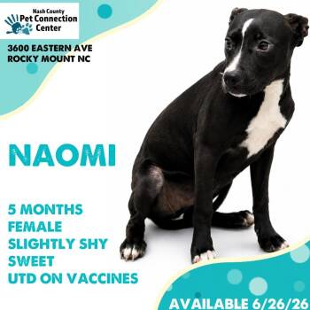 NASH-Stray-1930 -  Mixed Breed Dog for Adoption in Nashville, North Carolina - NASH-Stray-1930 | PetCurious