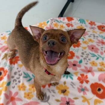 Yorkshire Terrier and Chihuahua Dogs Available for Adoption in Warwick, Rhode Island - Croissant | PetCurious