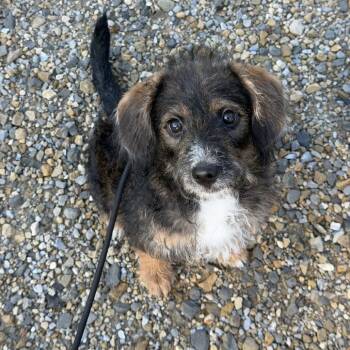 Chocolate -  Mixed Breed and Poodle Dog for Adoption in Marshalltown, Iowa - Chocolate | PetCurious