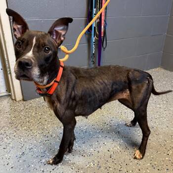 Jasmine -  Pit Bull Terrier and Mixed Breed Dog for Adoption in Tuscaloosa, Alabama - Jasmine | PetCurious