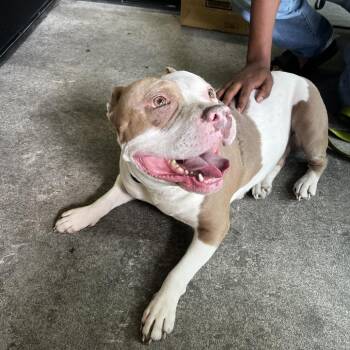 Terrier Dogs Available for Adoption in Tampa, Florida - Snarf | PetCurious