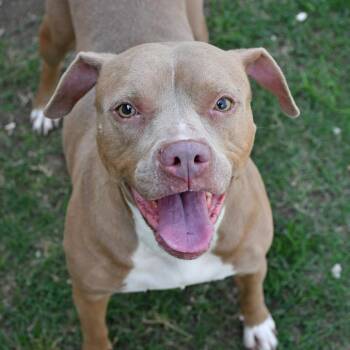 Pit Bull Terrier Dogs Available for Adoption in Eagle, Idaho - Nika *Courtesy Post. Out Of Town Pet. See Below For Details* | PetCurious