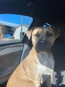 American Bulldog and Mixed Breed Dogs Available for Adoption in Ocala, Florida - RUBBLE | PetCurious