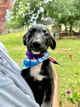 Bridget -  Schnauzer and Black Labrador Retriever Dog for Adoption in Seguin, Texas - Bridget | PetCurious