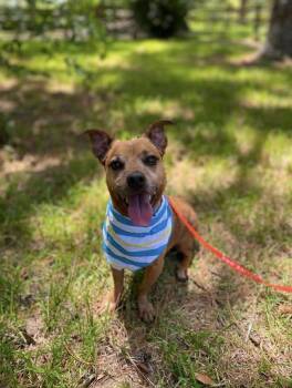 Ryder ( BPA) -  Dachshund Dog for Adoption in Silsbee, Texas - Ryder ( BPA) | PetCurious