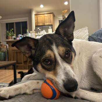 Cattle Dog Dogs Available for Adoption in Bend, Oregon - Isla | PetCurious