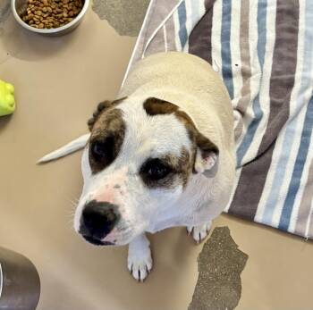 Rescue Pit Bull Terrier and American Bulldog Dogs for Adoption in Sierra Vista, Arizona - Myli | PetCurious