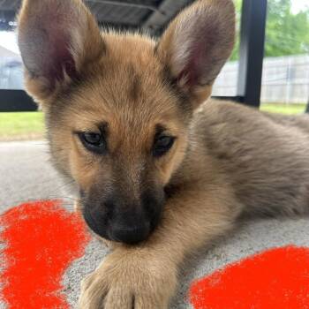 German Shepherd Dog Dogs Available for Adoption in Tulsa, Oklahoma - Kit Kat | PetCurious