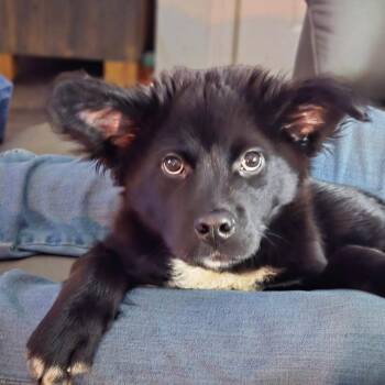 Pit Bull Terrier and Great Pyrenees Dogs Available for Adoption - Yogi | PetCurious